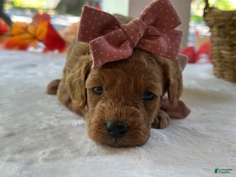 Mini Goldendoodle dogs Ruthie - Ad 2