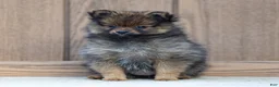 Pomeranian dogs for sale: Ava - Ad 3