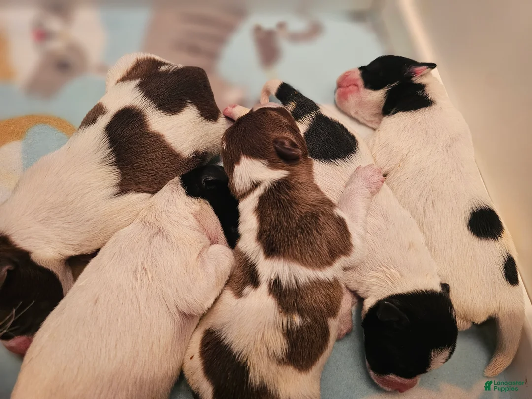 Miniature Schnauzer dogs for sale: Pink - Ad 2