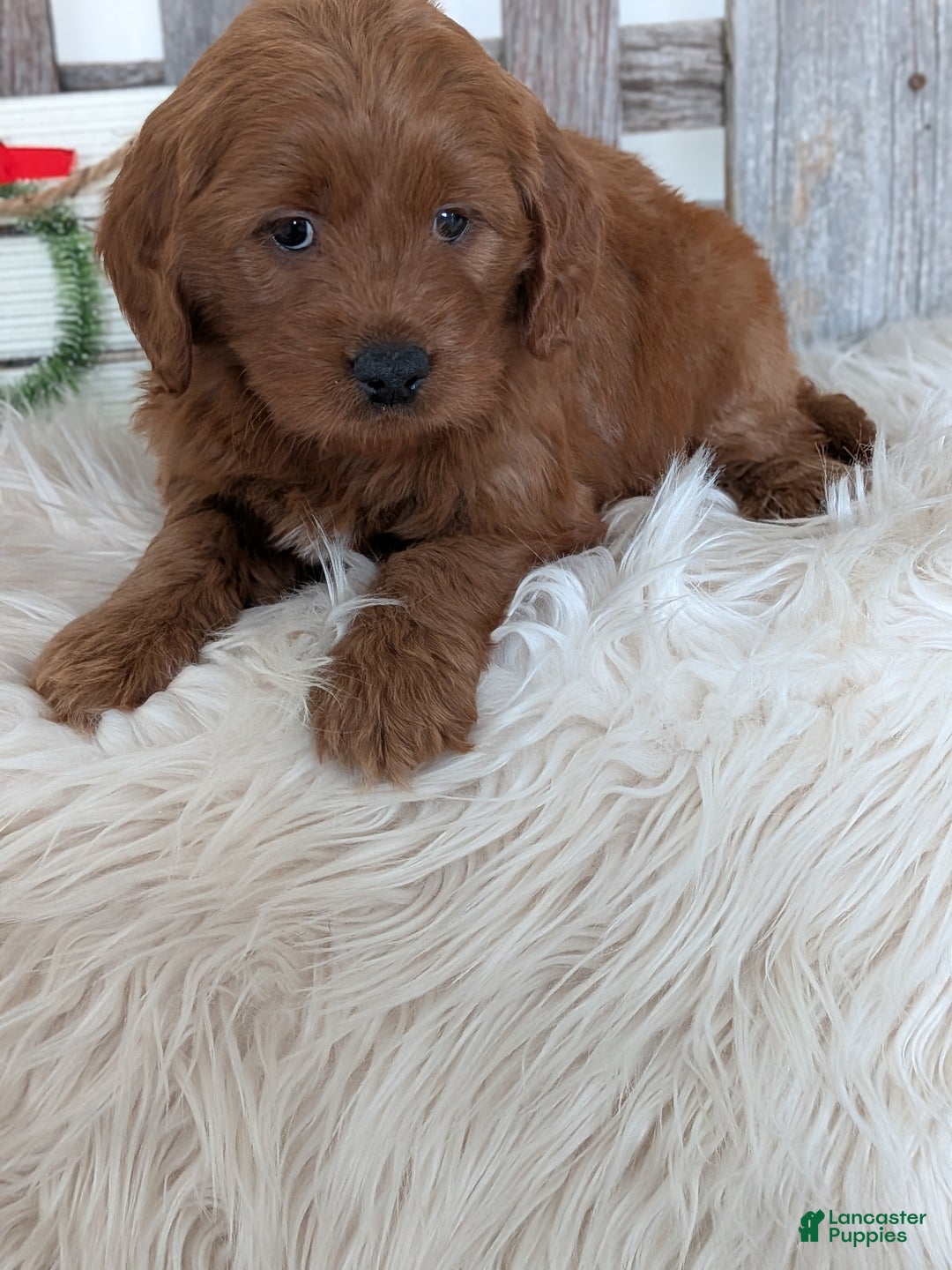 Goldendoodle dogs for sale: Honey  - Ad 2