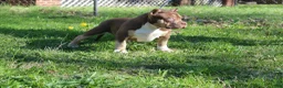 American Bully dogs for sale: Moose Tracks - Ad 4