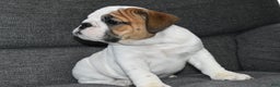 English Bulldog dogs for sale: Olaf - Ad 5