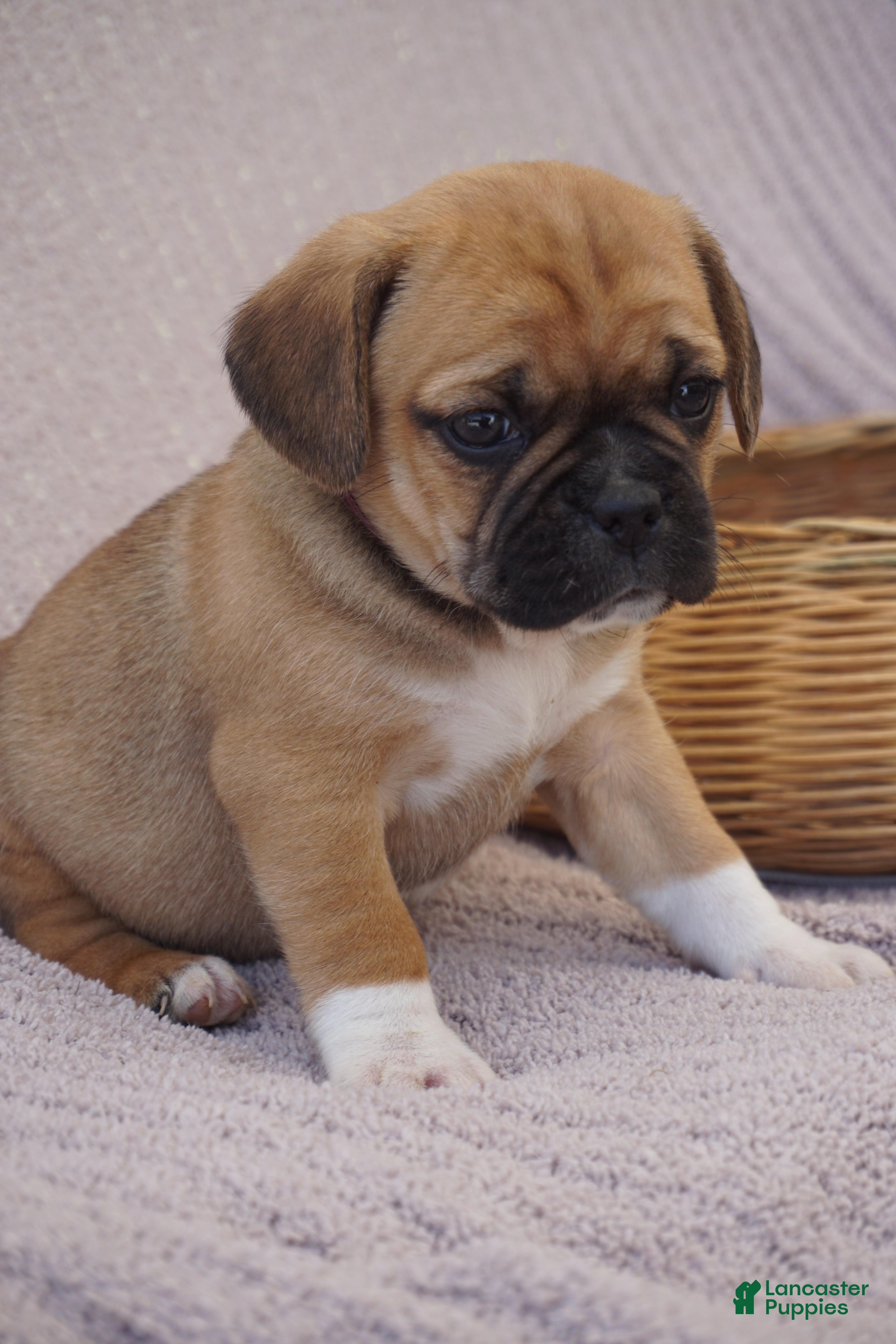 Puggle dogs Zara - Ad 2