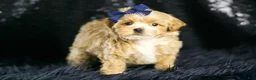 Maltipoo dogs for sale: Finley - Ad 7