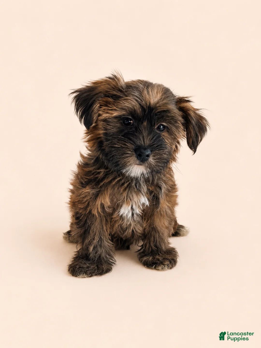 Shorkie dogs for sale: Shorkie 2 - Ad 2