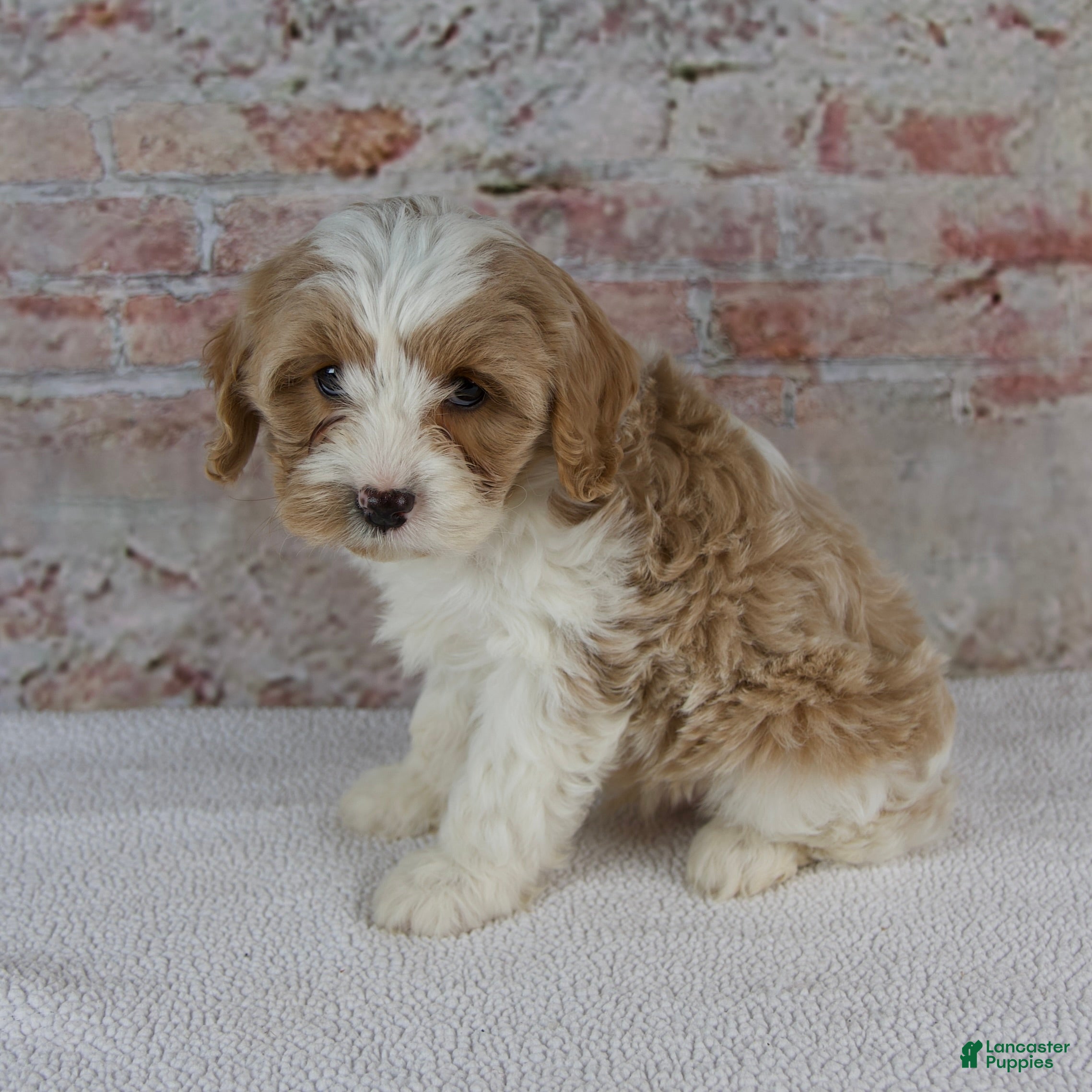Cavapoo dogs Cruz - Ad 2