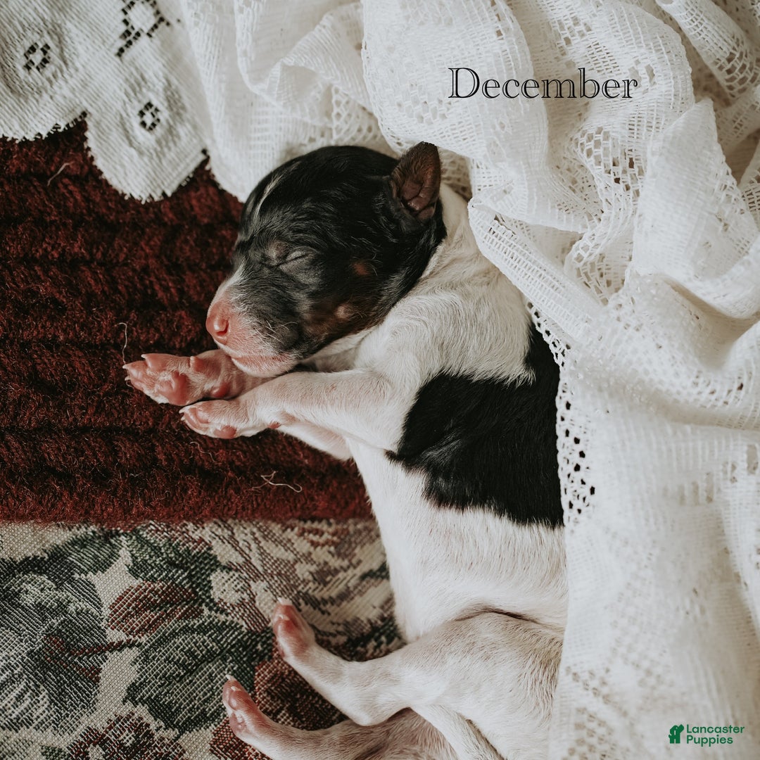 Standard Poodle dogs for sale: December - Ad 8