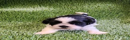 Shih Tzu dogs for sale: Shih Tzu 2 - Ad 6