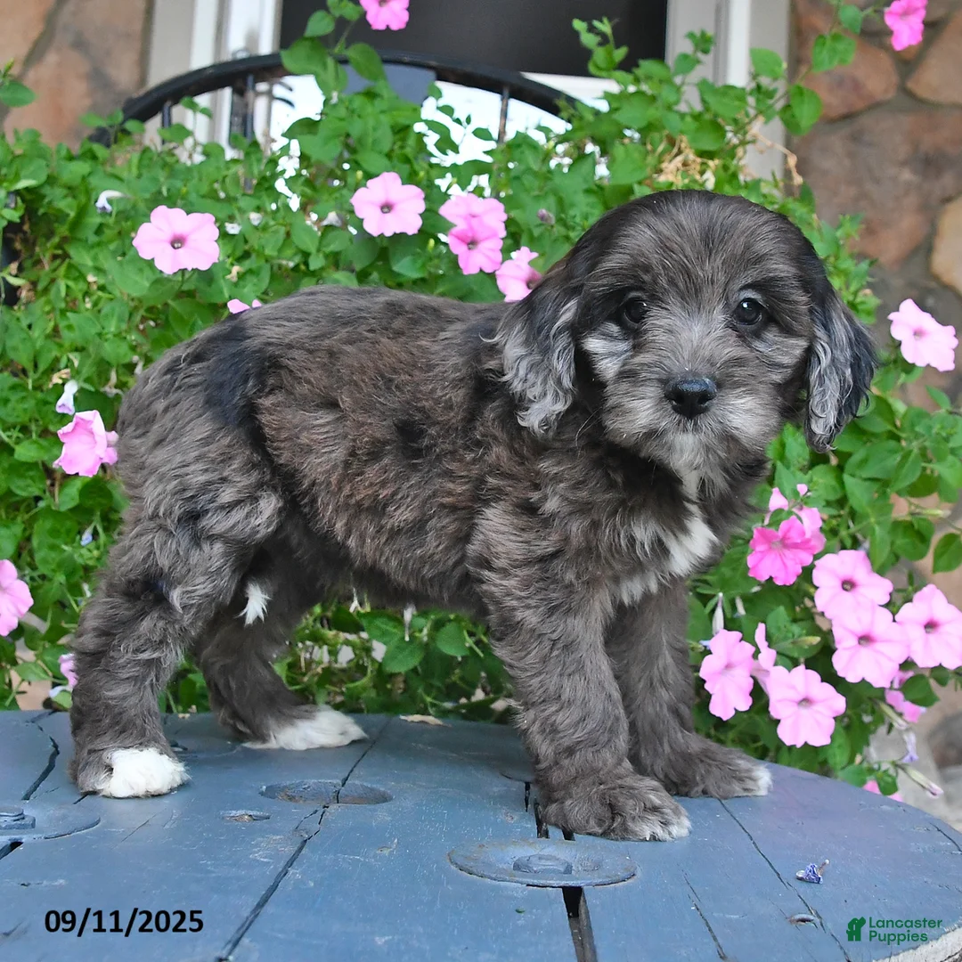 Mixed Breed dogs for sale: Paris - Ad 5
