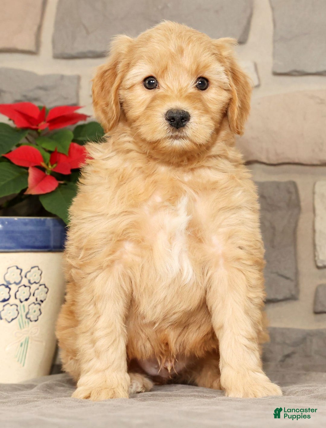 Mini Goldendoodle dogs for sale: Einstein - Ad 4