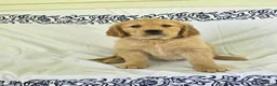 Golden Retriever dogs for sale: Peaches - Ad 2