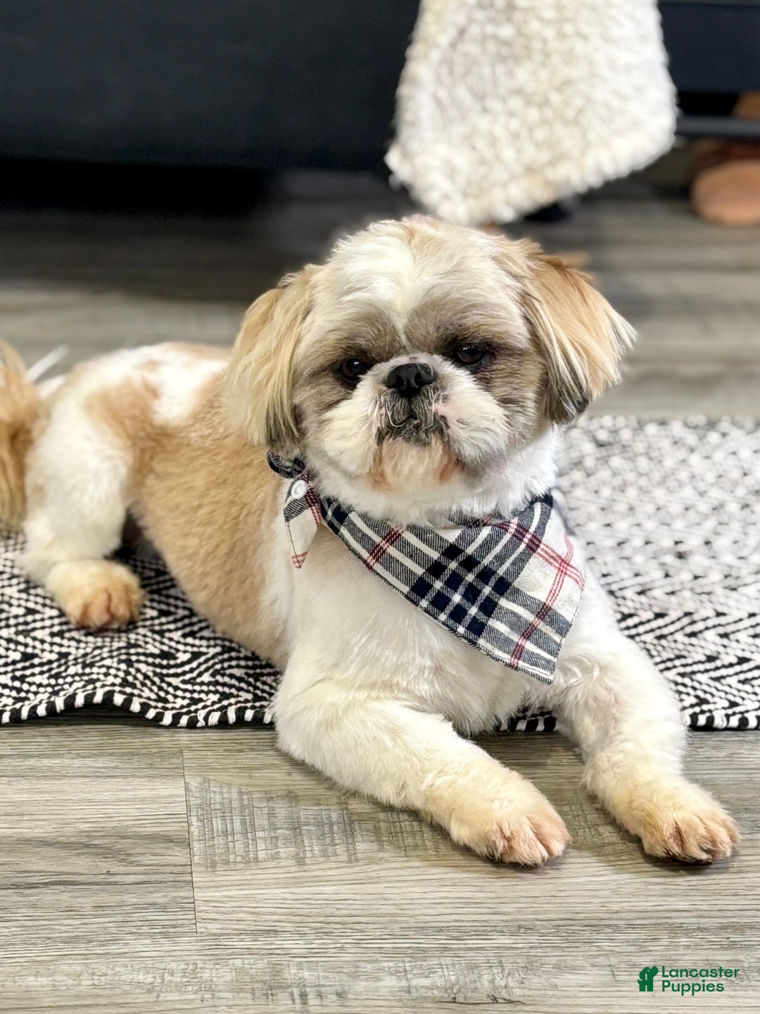Shih Tzu dogs for sale: Nacho - Ad 5