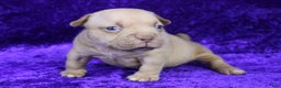 American Bully dogs for sale: Lilac Female - Ad 7