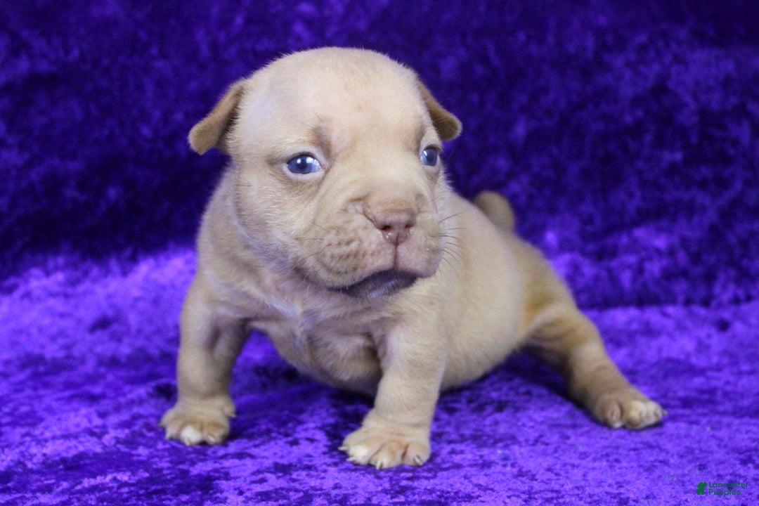 American Bully dogs for sale: Lilac Female - Ad 7