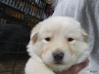 German Shepherd dogs - Ad 33