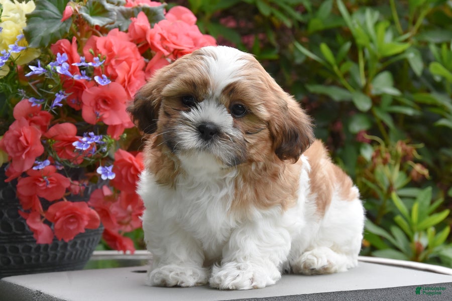 Shih Tzu dogs Mango - Ad 1