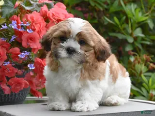 Shih Tzu dogs for sale: Mango - Ad 1