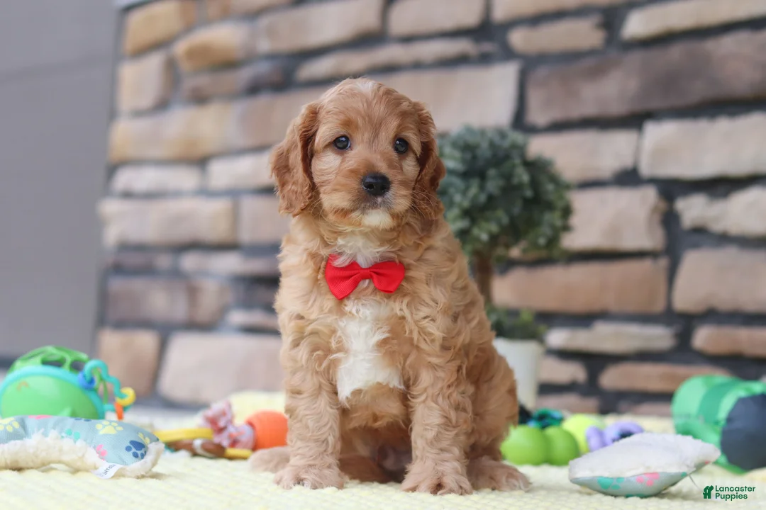 Cavapoo dogs for sale: Clyde - Ad 1