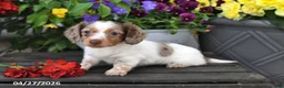 Dachshund dogs for sale: Starla - Ad 5