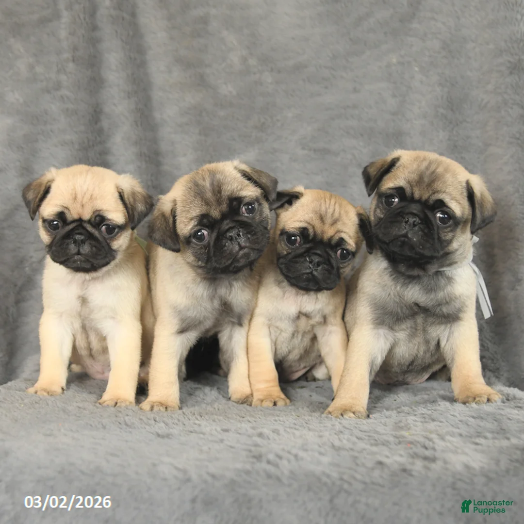 Pug dogs for sale: Princess - Ad 5