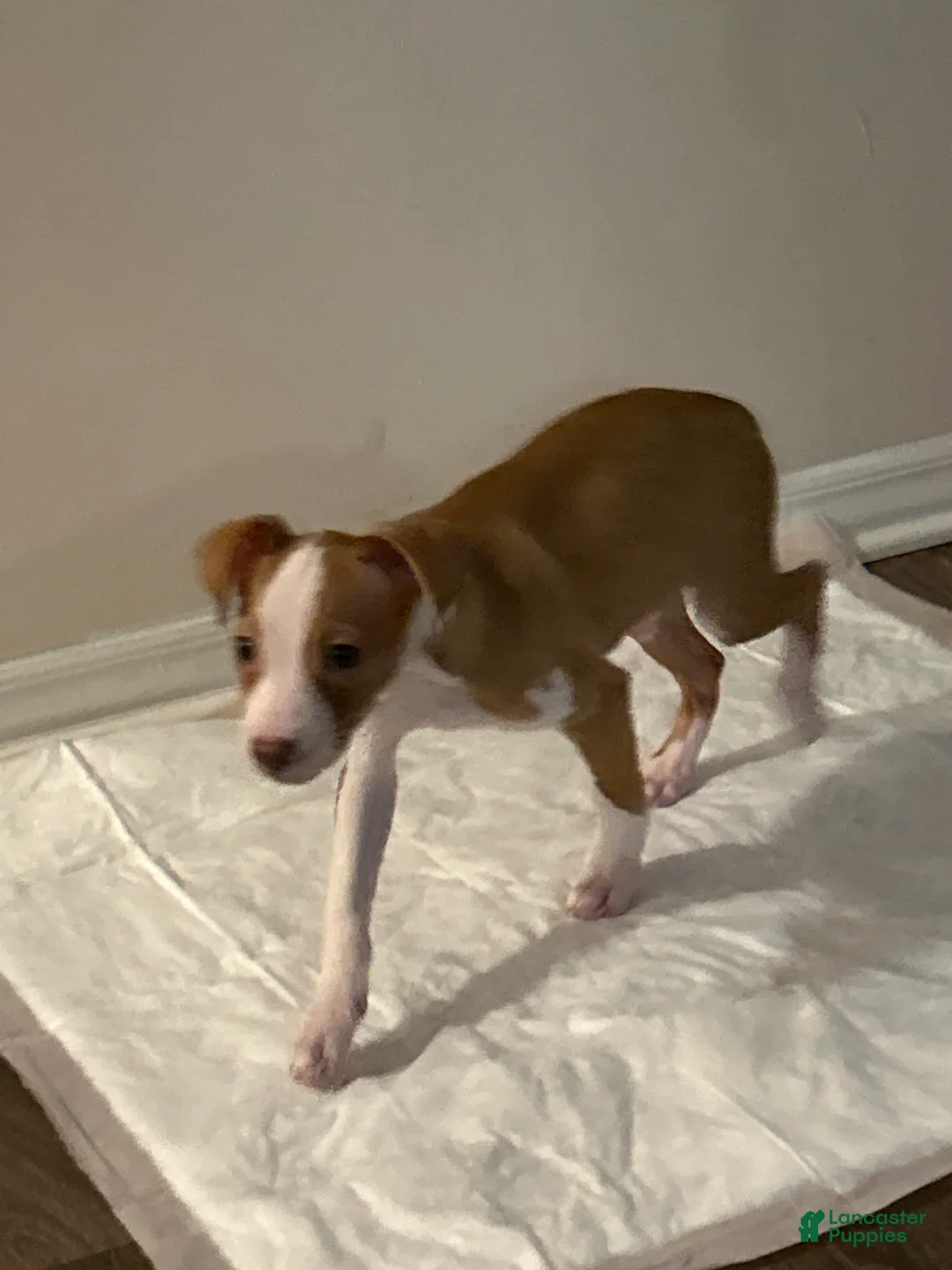 Mixed Breed dogs for sale: Mixed Breed Puppy 1 - Ad 2