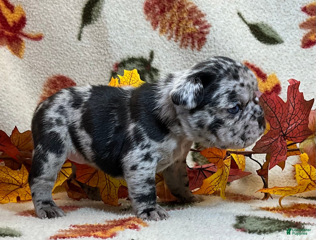 French Bulldog dogs for sale: Shell - Ad 18