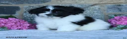 Malshi dogs for sale: Trooper - Ad 1