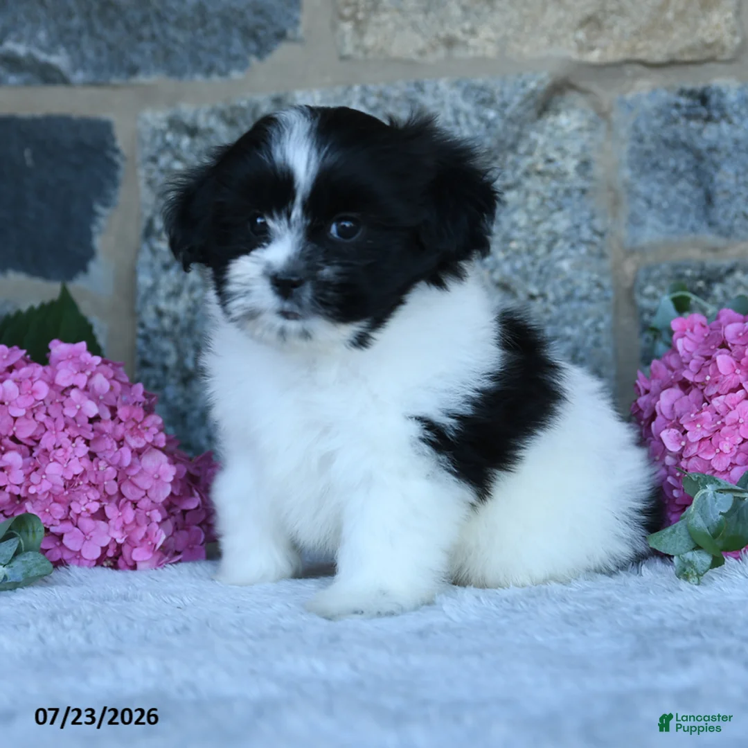 Malshi dogs for sale: Trooper - Ad 1