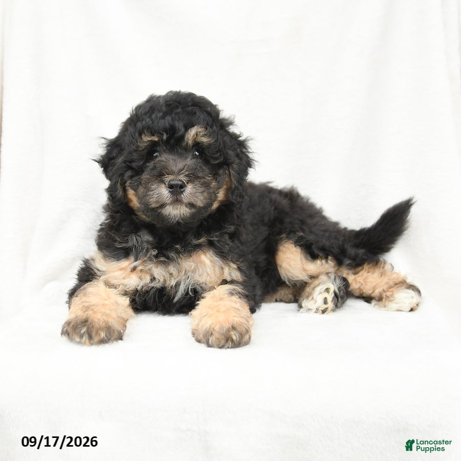 Mini Bernedoodle dogs Max - Ad 1