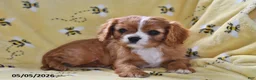 Cavalier King Charles Spaniel dogs for sale: Justice - Ad 4