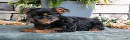 Yorkshire Terrier dogs for sale: Clementine - Ad 3
