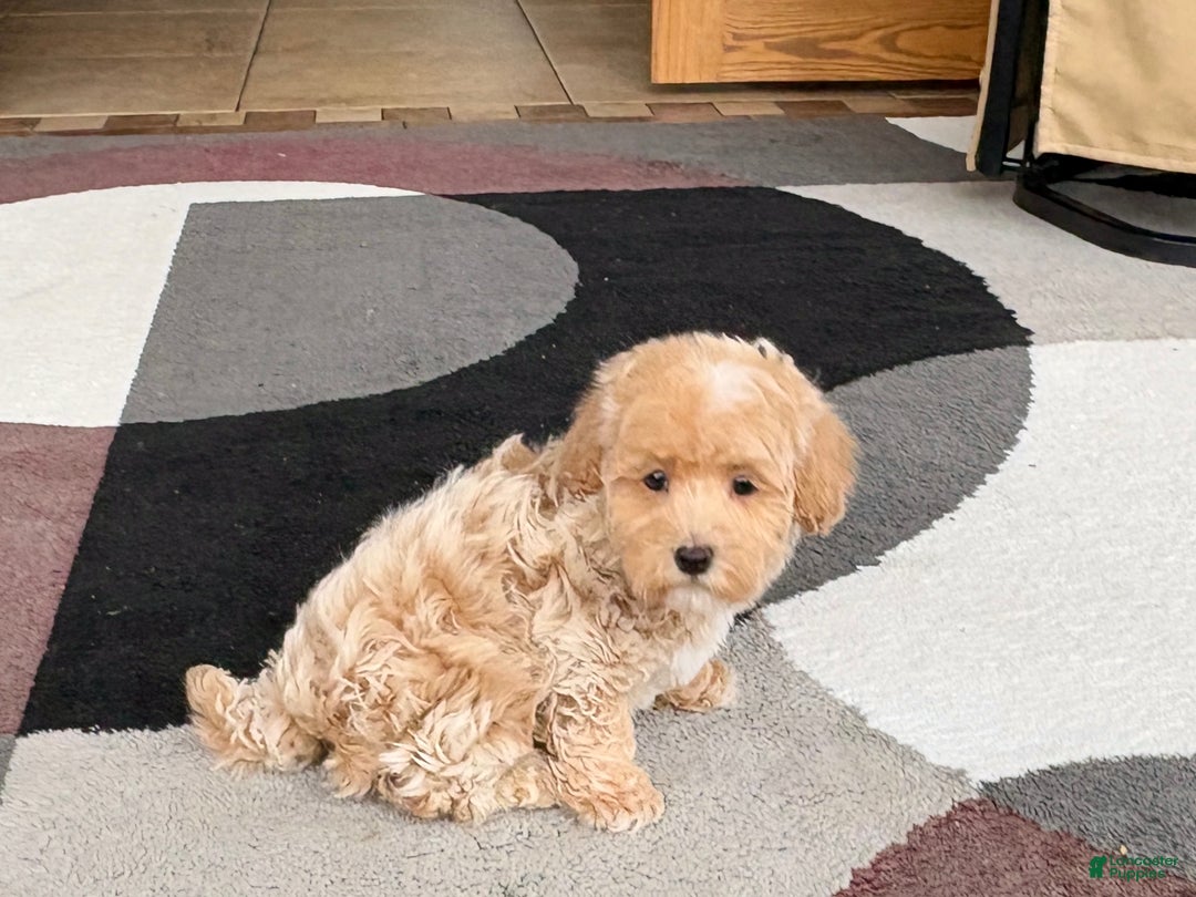 Havapoo dogs for sale: Havapoo Puppy 1 - Ad 1