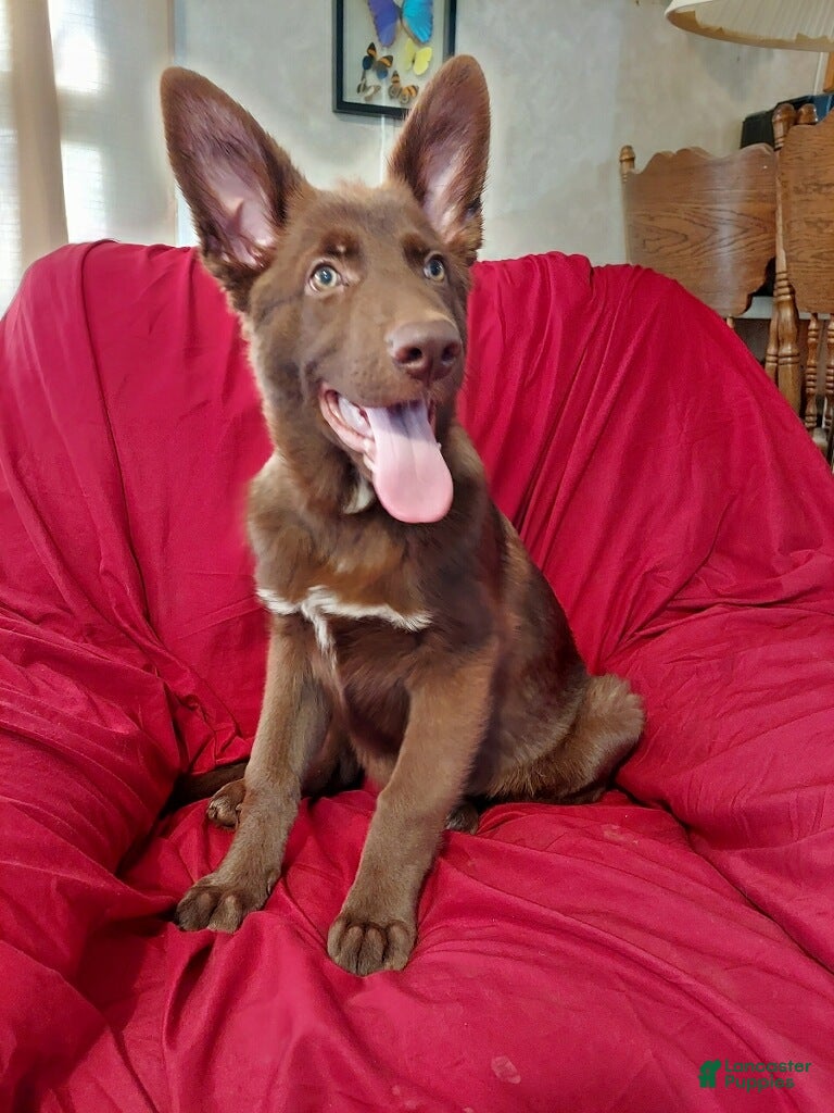 German Shepherd dogs  Liver Male  - Ad 14
