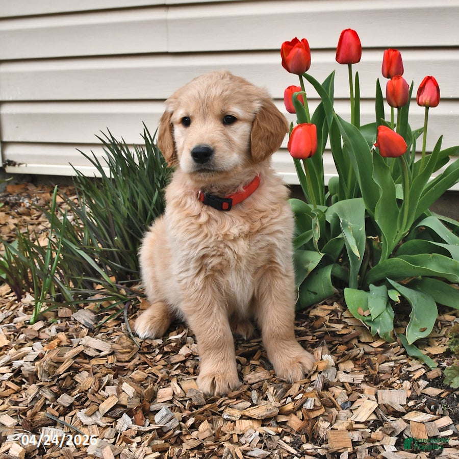 Golden Retriever dogs Floyd - Ad 2