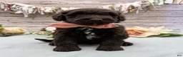 Portuguese Water Dog dogs for sale: Fresco - Ad 5