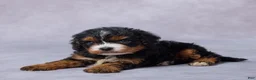 Cavapoo dogs for sale: Bailey - Ad 4