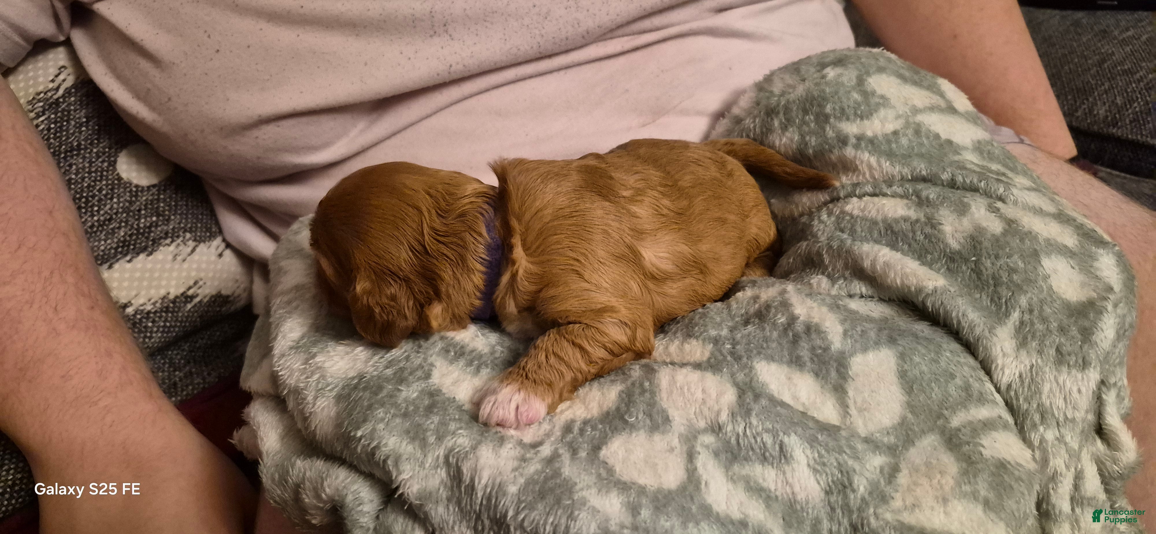 Cavapoo dogs Cavapoo 6 - Ad 2