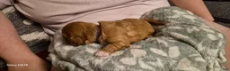 Cavapoo dogs for sale: Cavapoo 6 - Ad 2