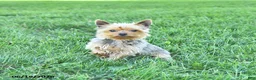 Yorkshire Terrier dogs for sale: Sparky - Ad 7