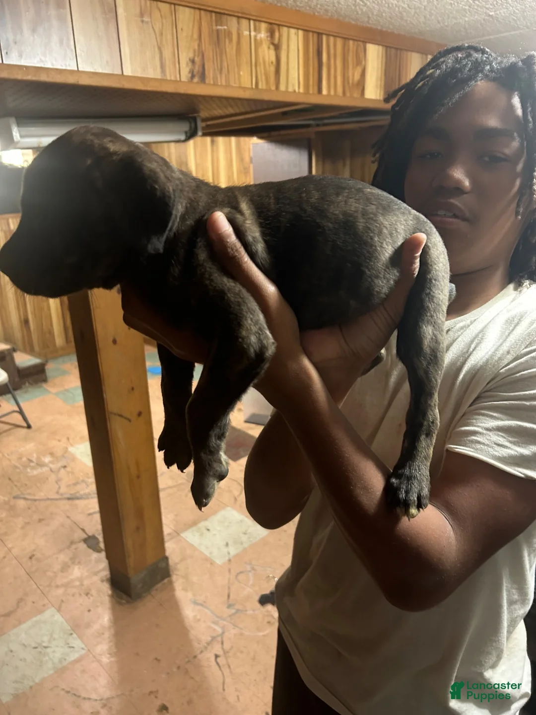 Cane Corso dogs for sale: Cane Corso 2 - Ad 8