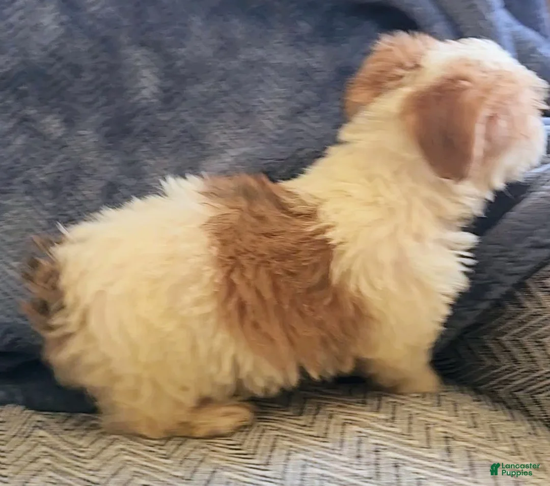 Mixed Breed dogs for sale: Ray - Ad 13
