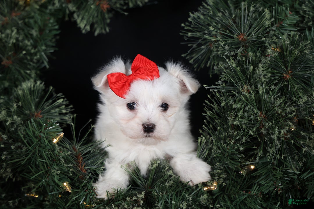 Maltese dogs for sale: ACE - Ad 8