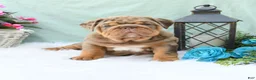 English Bulldog dogs for sale: Captain - Ad 3