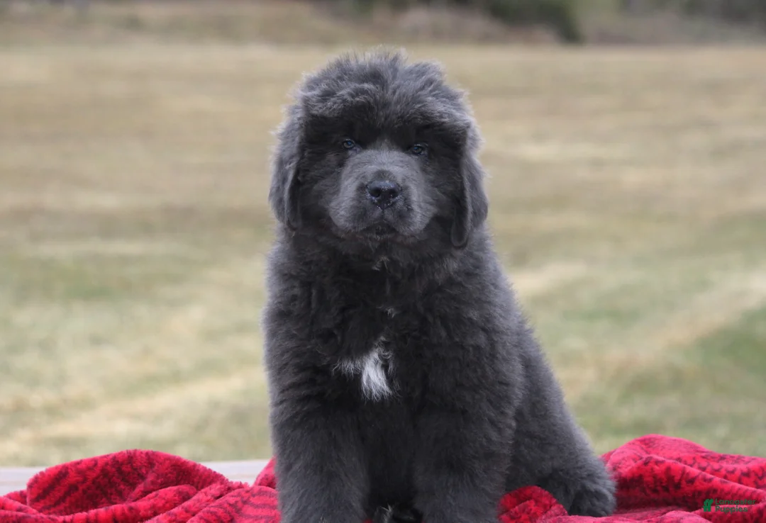 Newfoundland dogs for sale: Tess - Ad 11