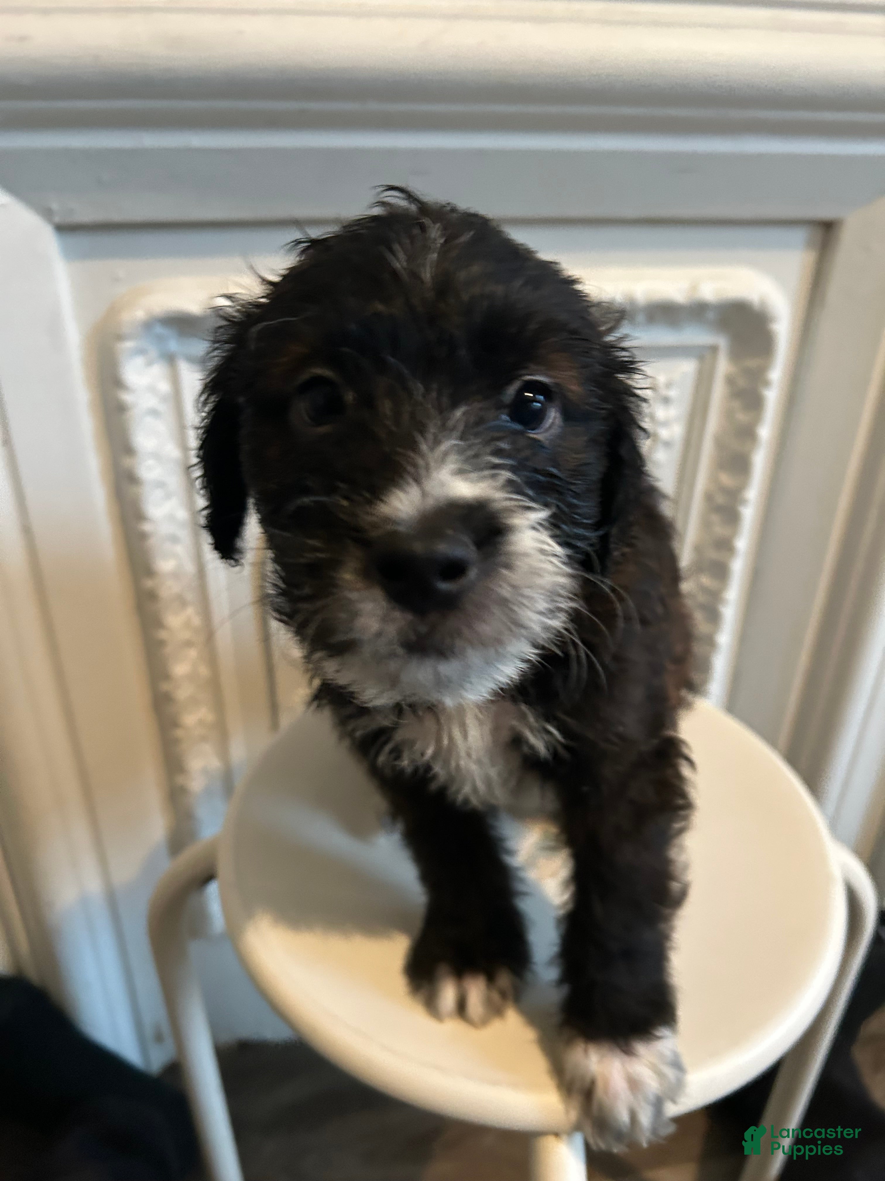 Mixed Breed dogs for sale: Mixed Breed 5 - Ad 6