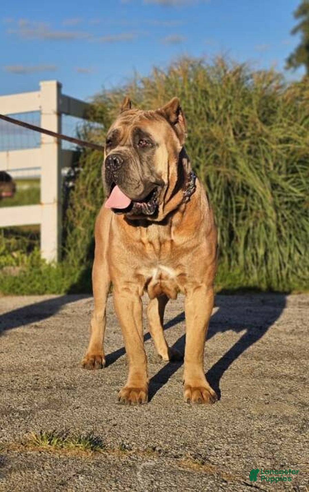 Cane Corso dogs for sale: Hank - Ad 11