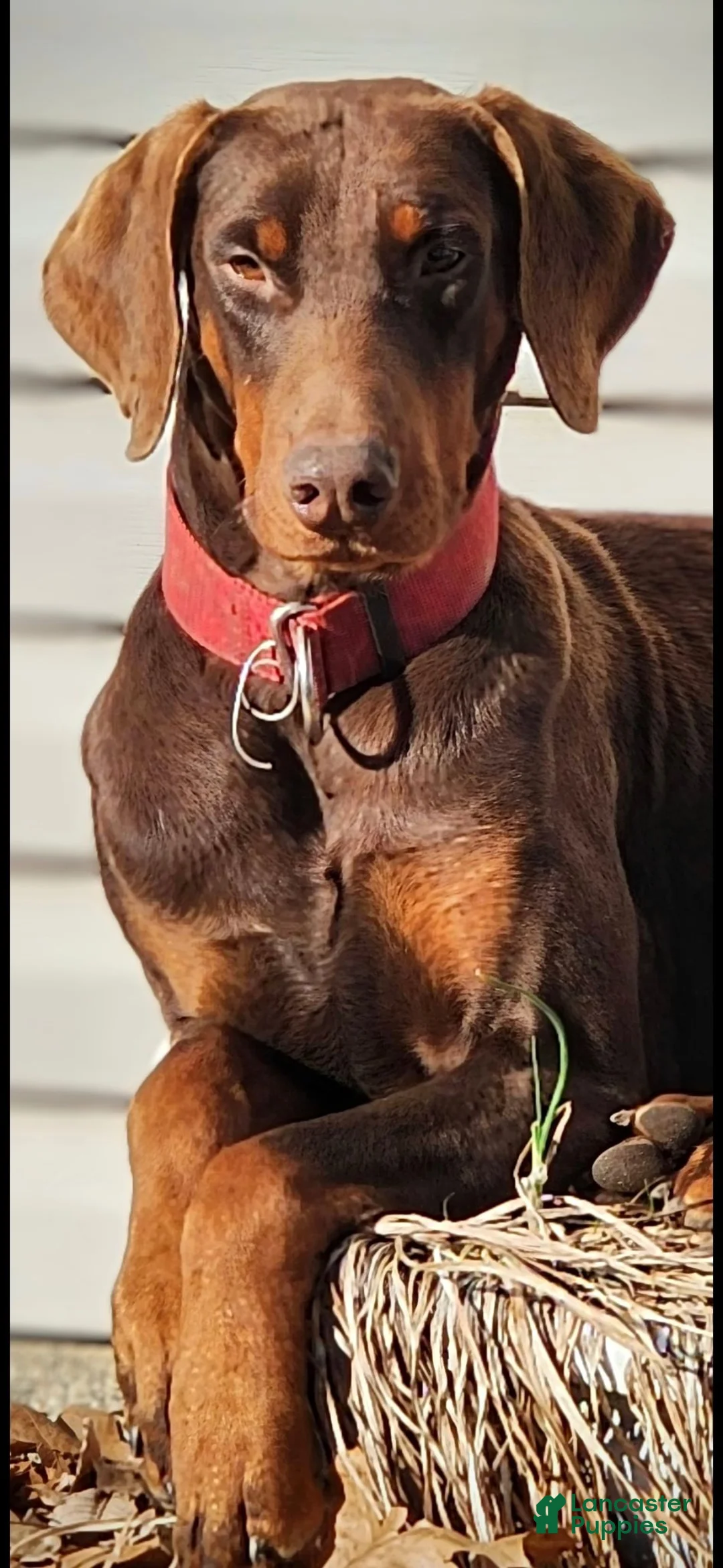 Doberman Pinscher dogs for sale: Doberman Pinscher 2 - Ad 7
