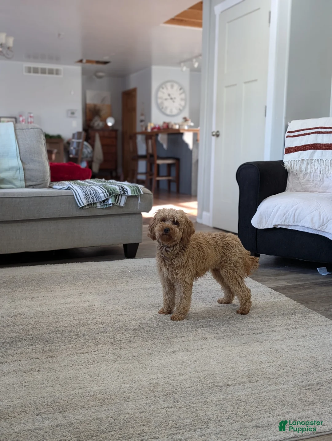 Mini Goldendoodle dogs for sale: Indy - Ad 9