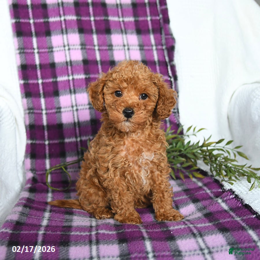 Miniature Poodle dogs Biscuit  - Ad 2