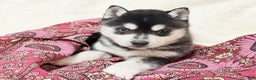 Alaskan Klee Kai dogs for sale: Mishka - Ad 1